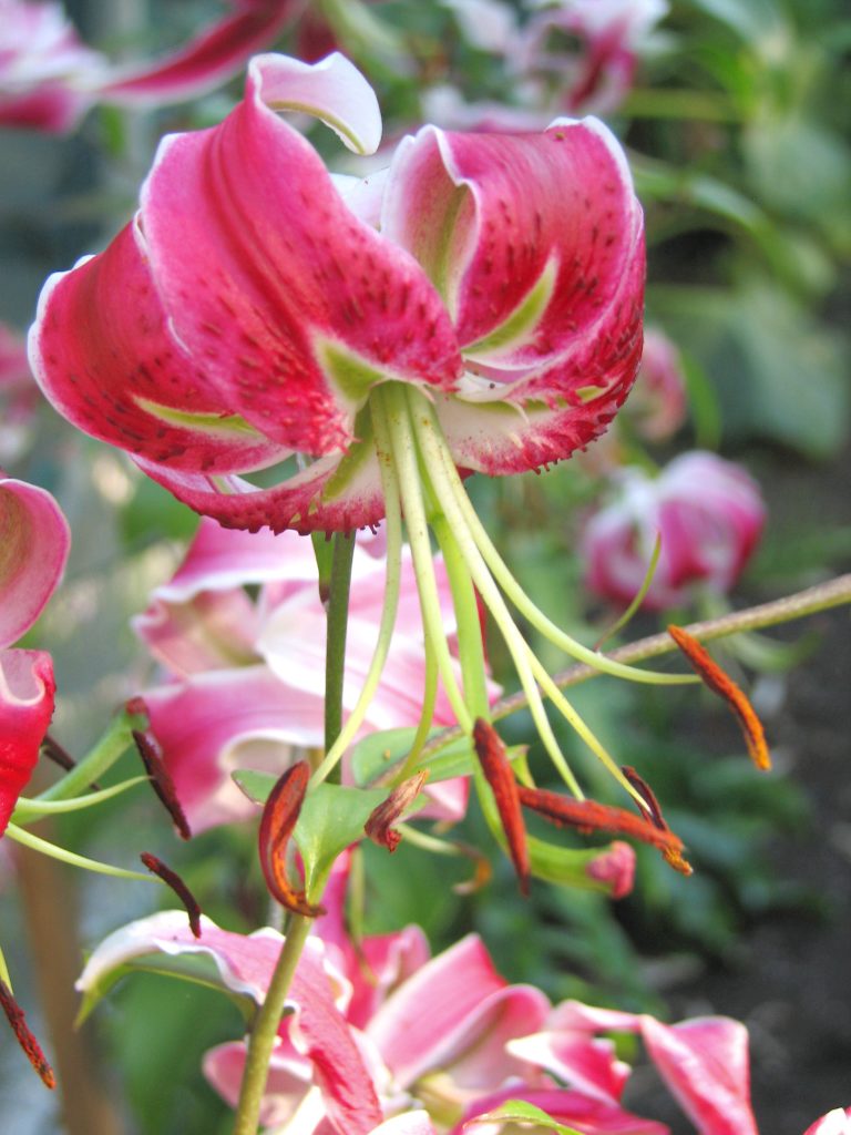 8 Magenta Plants for Your Garden - Florissa