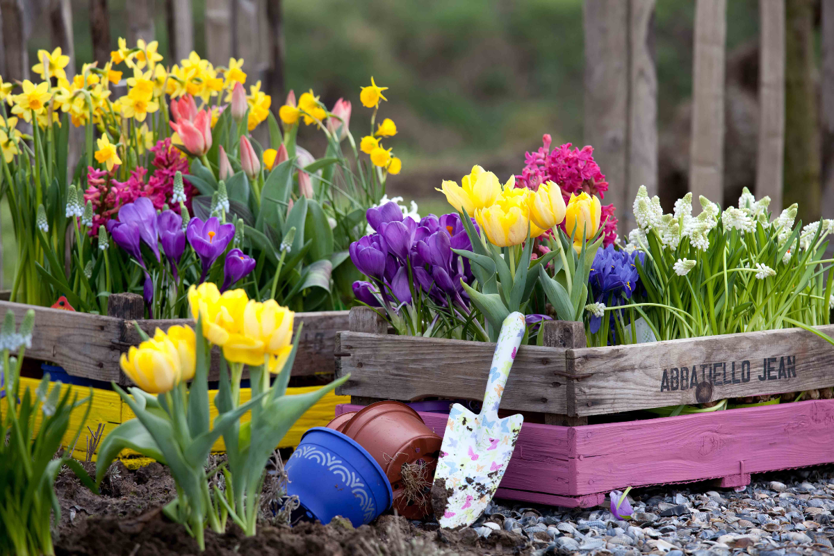 Flowers garden