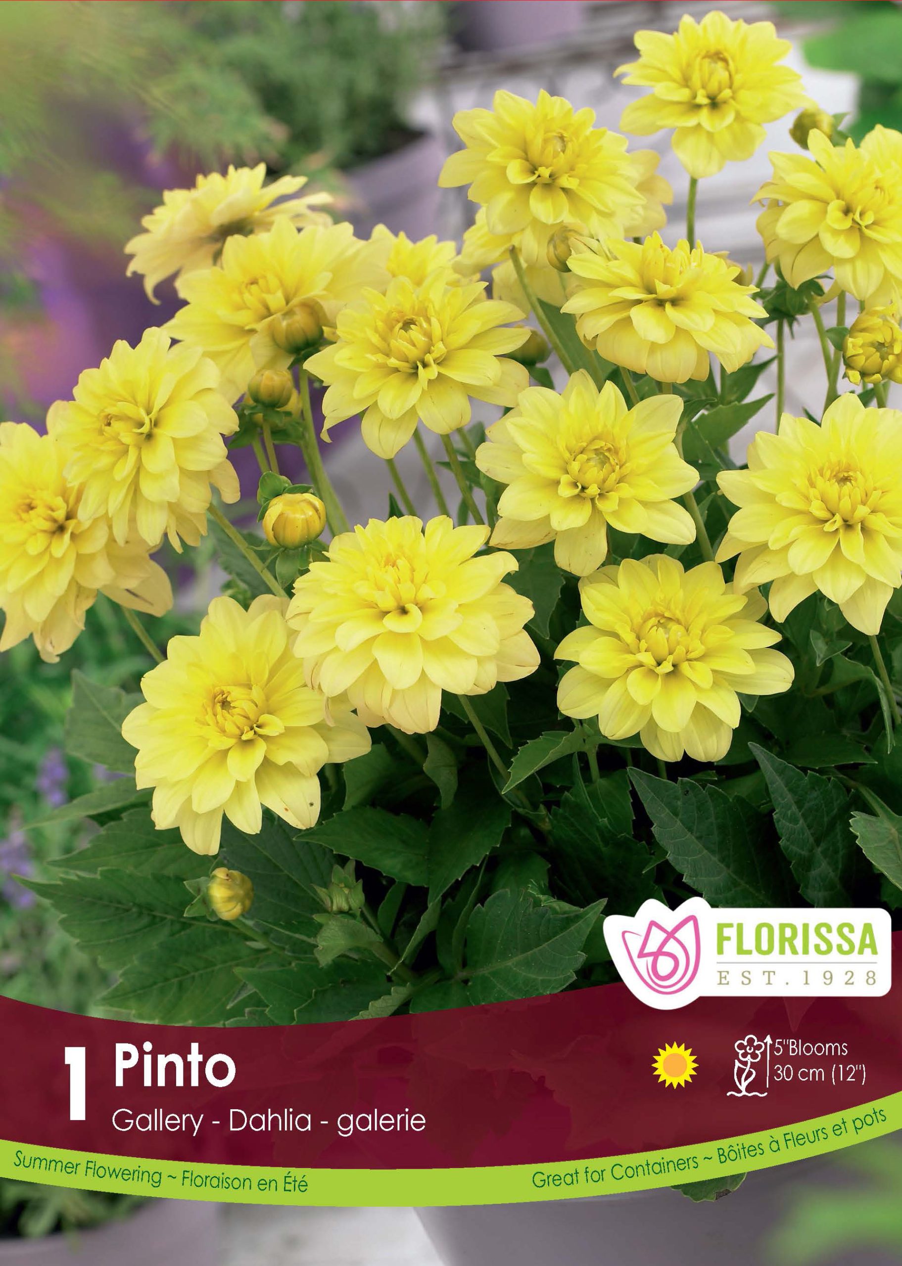 A Guide To Dahlia Tubers Florissa