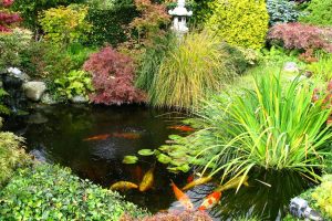 Amazing Perennials for your Aquatic Garden - Florissa