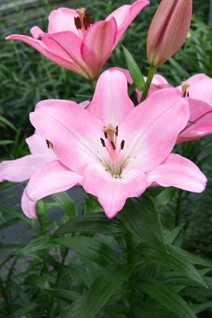 Dark Pink L.A. Hybrid Lily