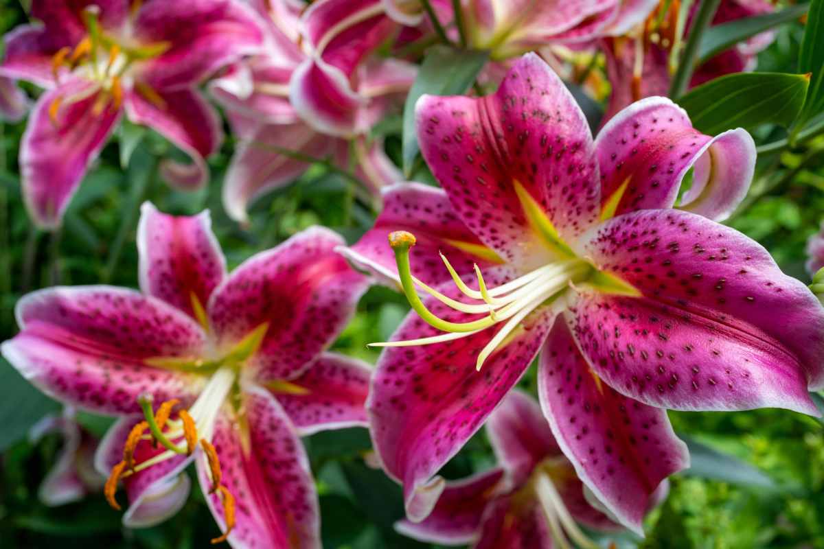 Dark Pink L.A. Hybrid Lily