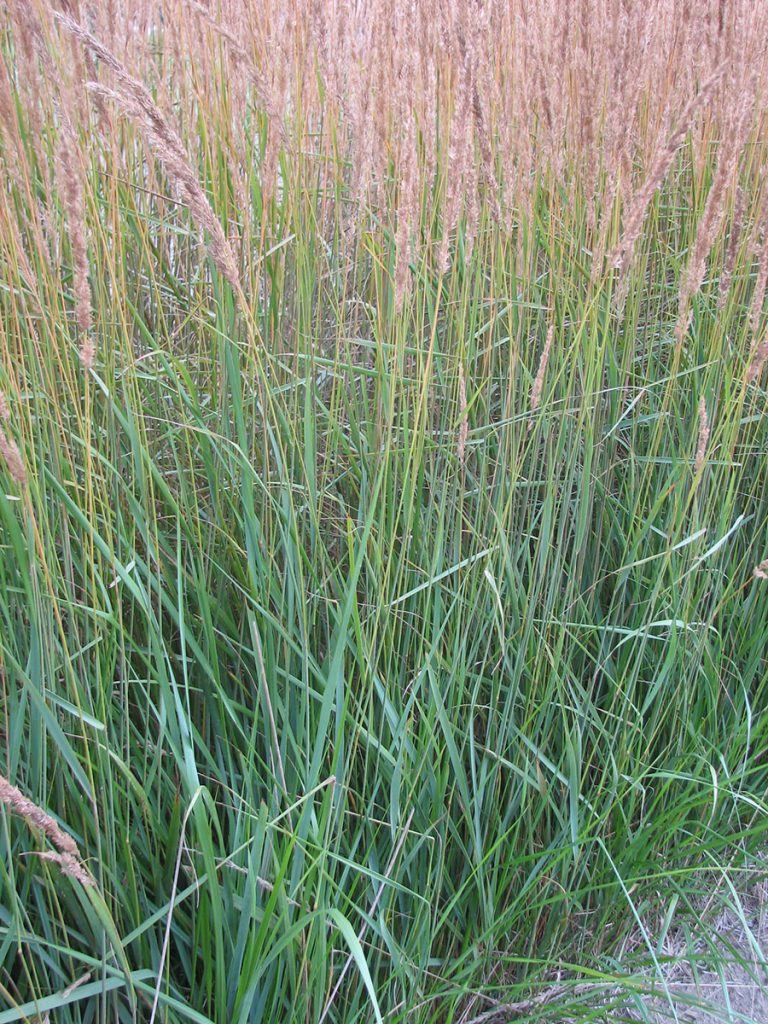 Dog-Friendly Ornamental Grasses - Florissa