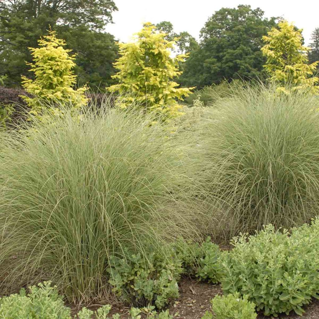 Are ornamental grasses store poisonous to dogs