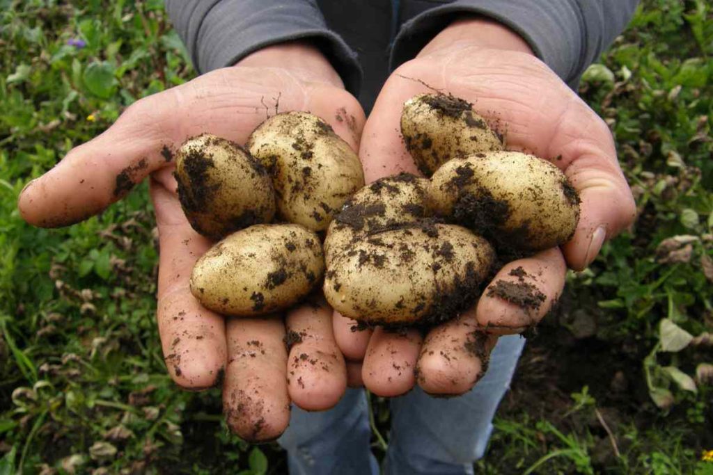 Red potatoes: varieties, growing & cooking - Plantura