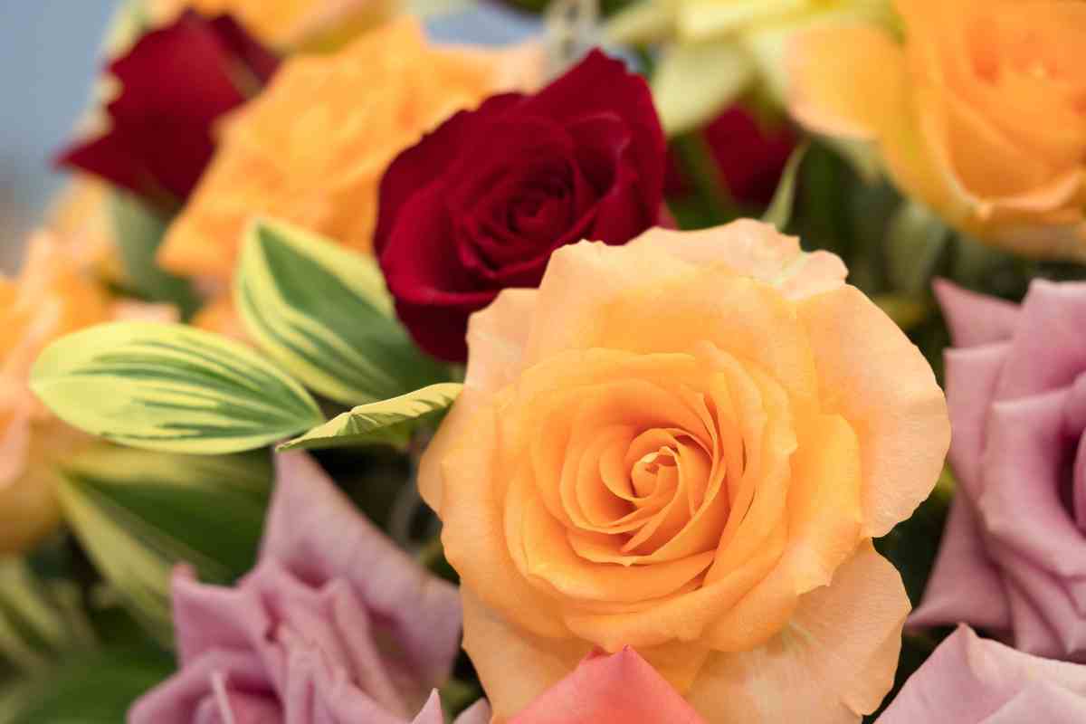 Best Roses for Your Cut Flower Garden Florissa