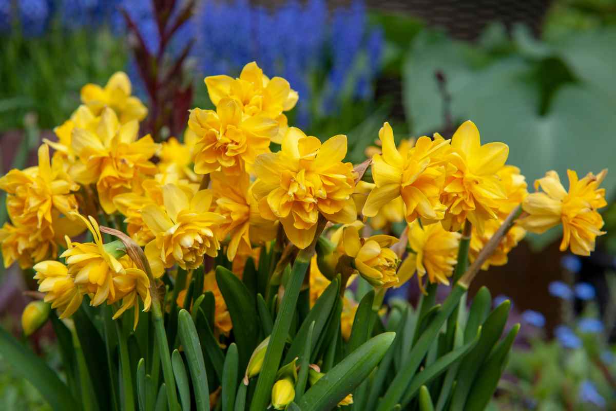 All About Daffodils