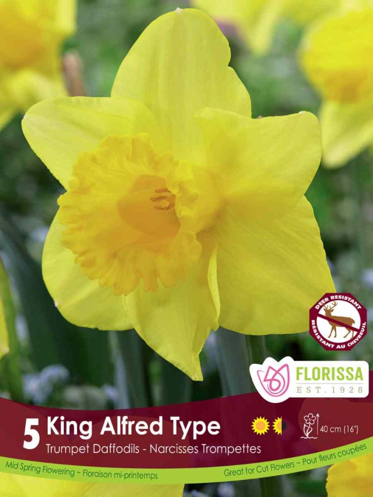 Types of Daffodils to Know and Grow