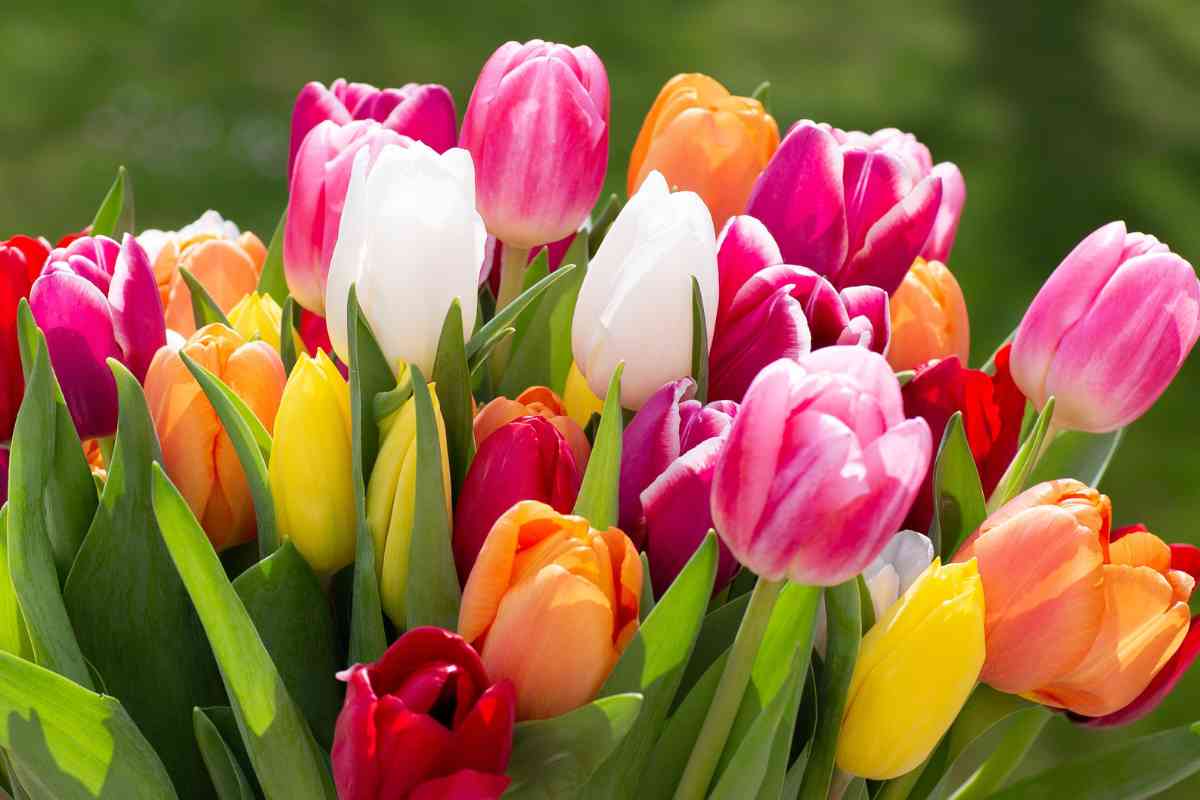 All About Tulips