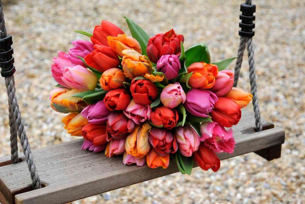 All About Tulips