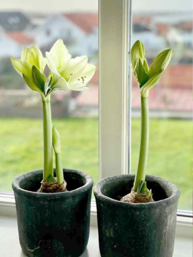 Candy Floss Amaryllis Single in Spring Bicycle Pot Amaryllis Hippeastrum  Blooms Species Growing Bonsai Bulbs Roots Rhizomes Corms Tubers Potted  Planting Reblooming Fragrant Garden Flower Seeds Plant