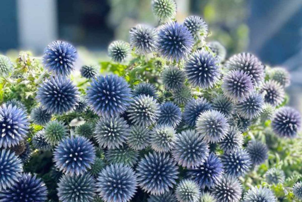 Dried Echinops Ritro in Natural, Dried flowers for home décor, Wedding –  SolaFlowerStore