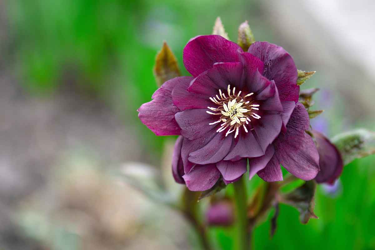 Early Flower видеозаписи