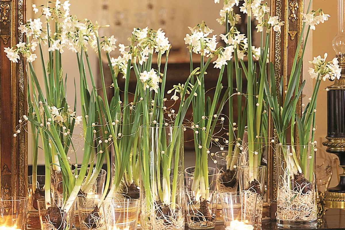 This Is Exactly When To Start Growing Paperwhite Bulbs For Holiday Blooms