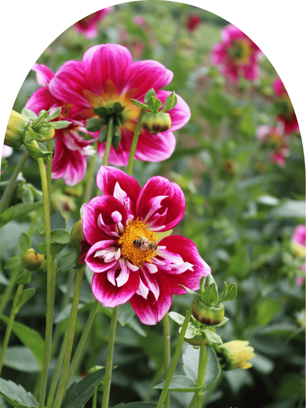 Slider home page image